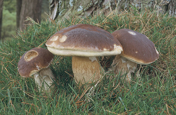Boletus edulis
